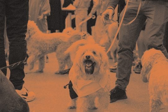 Picture of puppy at Bondi Festival Paw Parade