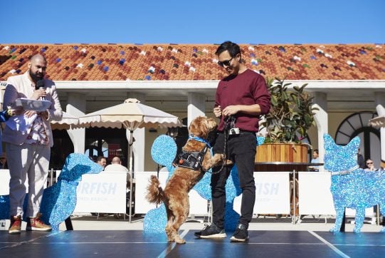 BondiFestival