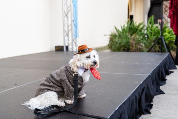 Puppy on stage for Bondi Festival Paw Parade